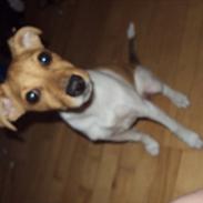 Dansk svensk gaardhund Molly