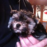 Blanding af racer | Oscar <3