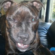 Staffordshire bull terrier Nemo