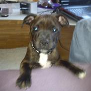 Staffordshire bull terrier Nemo
