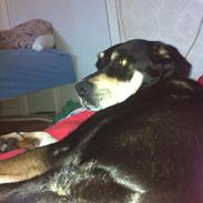 Blanding af racer Rnoja