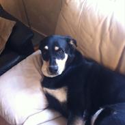 Blanding af racer Rnoja