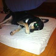 Blanding af racer Rnoja