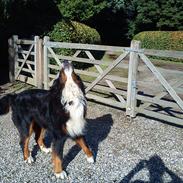 Berner sennenhund Gæbe's Hannibal (Kaldenavn: Basse)