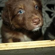 Australian shepherd Balto