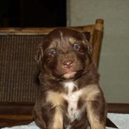 Australian shepherd Balto