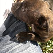 Staffordshire bull terrier Nemo