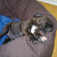 Staffordshire bull terrier Nemo