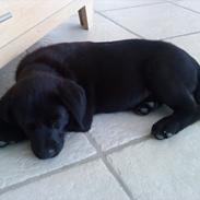 Labrador retriever Baloo