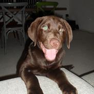 Labrador retriever Basse