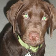 Labrador retriever Basse