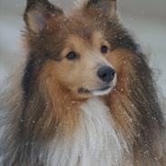 Shetland sheepdog Peregrinus Felix