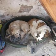 Sankt bernhardshund palle