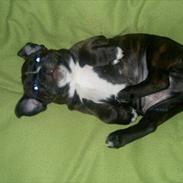 Staffordshire bull terrier Balder