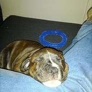 Staffordshire bull terrier Balder
