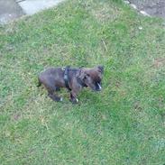 Staffordshire bull terrier Balder