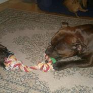 Staffordshire bull terrier Balder