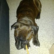 Staffordshire bull terrier Balder