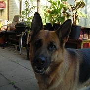 Schæferhund Thaia 