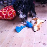 Chinese crested powder puff buller