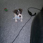 Dansk svensk gaardhund Snoogi