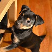 Blanding af racer Frida