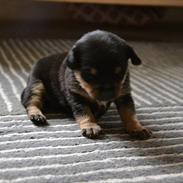 Blanding af racer Frida