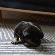 Blanding af racer Frida