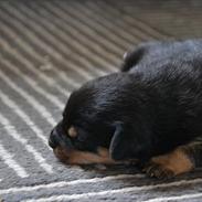 Blanding af racer Frida