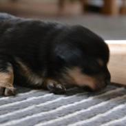 Blanding af racer Frida