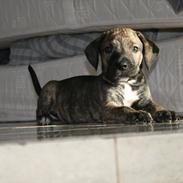 Blanding af racer Cato