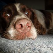 Engelsk springer spaniel White Aslan