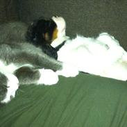 Cavalier king charles spaniel Charly <3