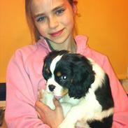 Cavalier king charles spaniel Charly <3