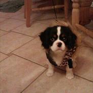 Cavalier king charles spaniel Charly <3