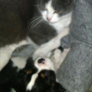 Cavalier king charles spaniel Charly <3