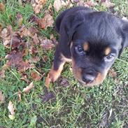 Rottweiler Abc Royal´s Chili