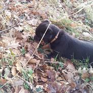 Rottweiler Abc Royal´s Chili