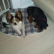 Rottweiler Abc Royal´s Chili