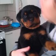 Rottweiler Abc Royal´s Chili