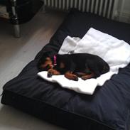 Rottweiler Abc Royal´s Chili