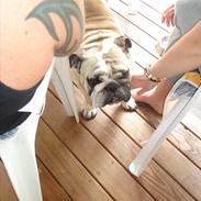 Engelsk bulldog Elvis Rahbek