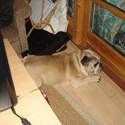 Engelsk bulldog Elvis Rahbek