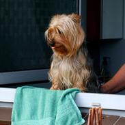 Australian silky terrier Lubi