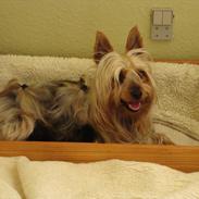 Australian silky terrier Lubi