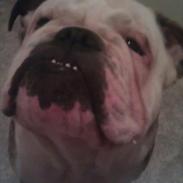 Engelsk bulldog Dalton