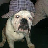 Engelsk bulldog Dalton