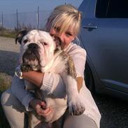 Engelsk bulldog Dalton