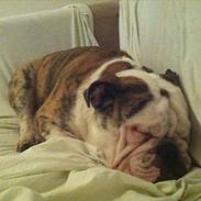 Engelsk bulldog Dalton