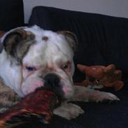 Engelsk bulldog Dalton